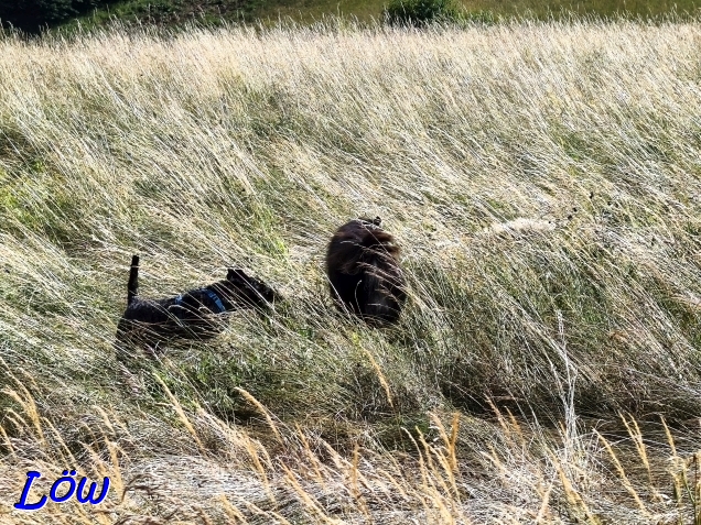 7.7.2025 - Howard und Herkules